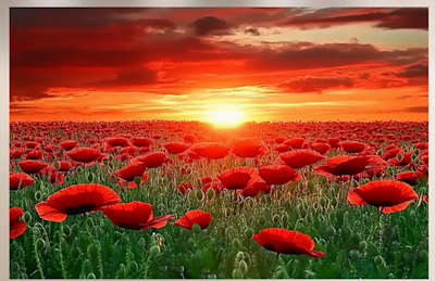ANZAC  -  Commemorations